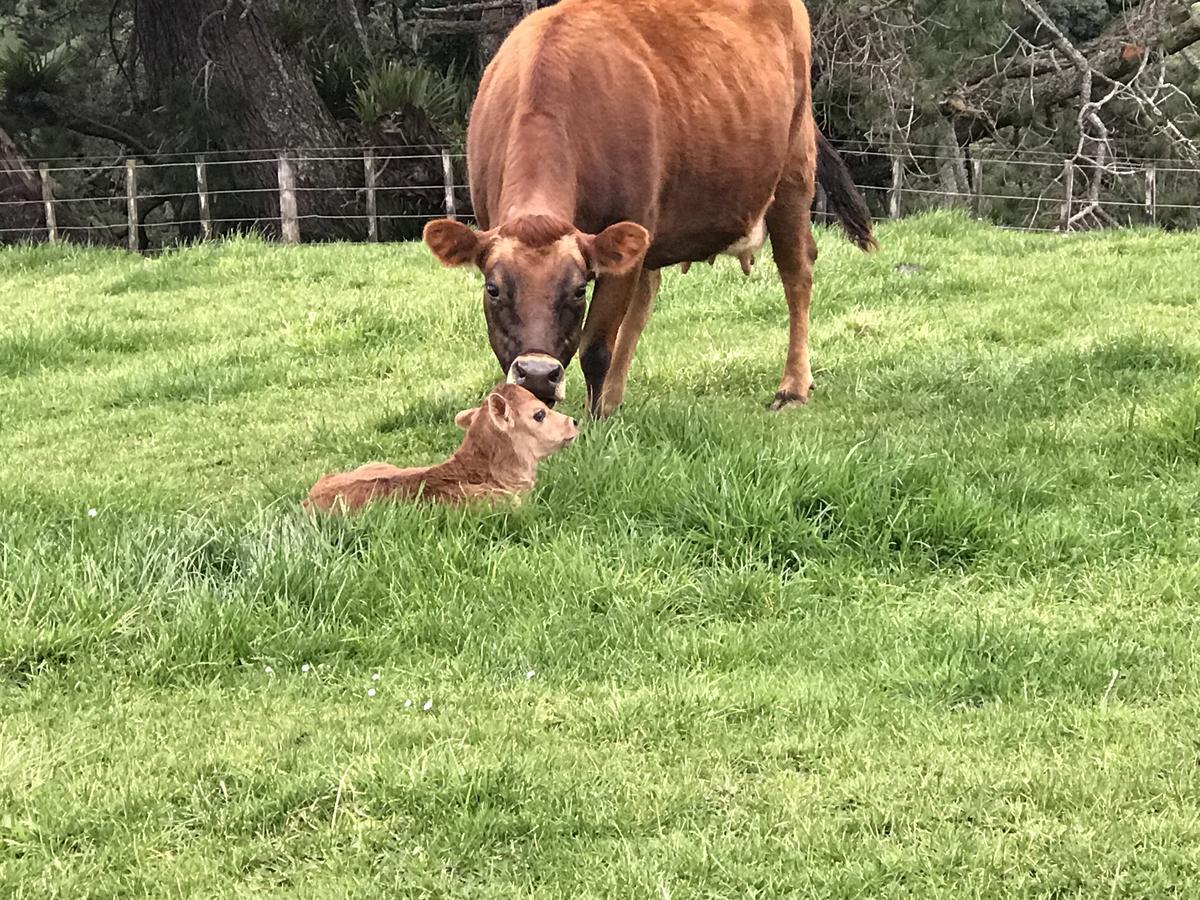 Pukeko Lodge Bnb New Plymouth Zewnętrze zdjęcie