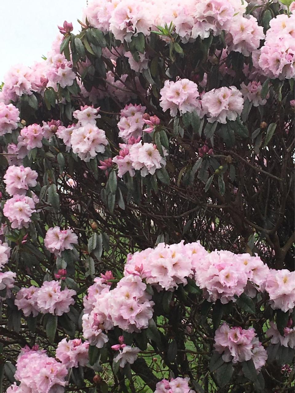 Pukeko Lodge Bnb New Plymouth Zewnętrze zdjęcie