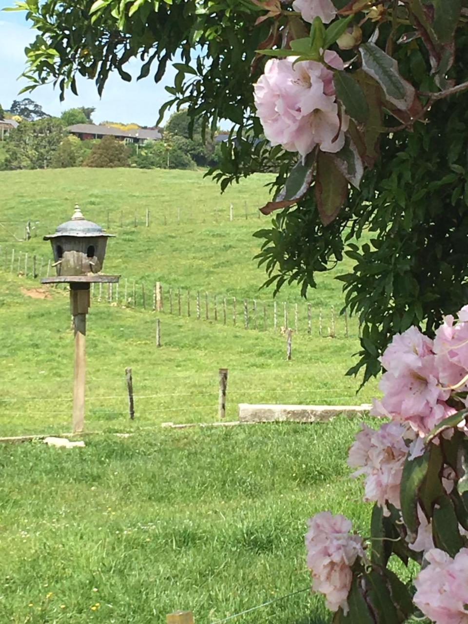 Pukeko Lodge Bnb New Plymouth Zewnętrze zdjęcie