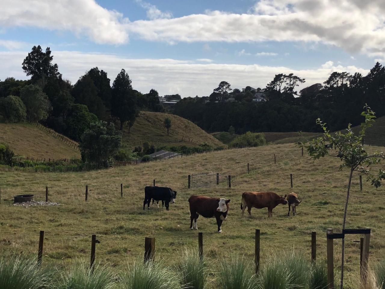 Pukeko Lodge Bnb New Plymouth Zewnętrze zdjęcie