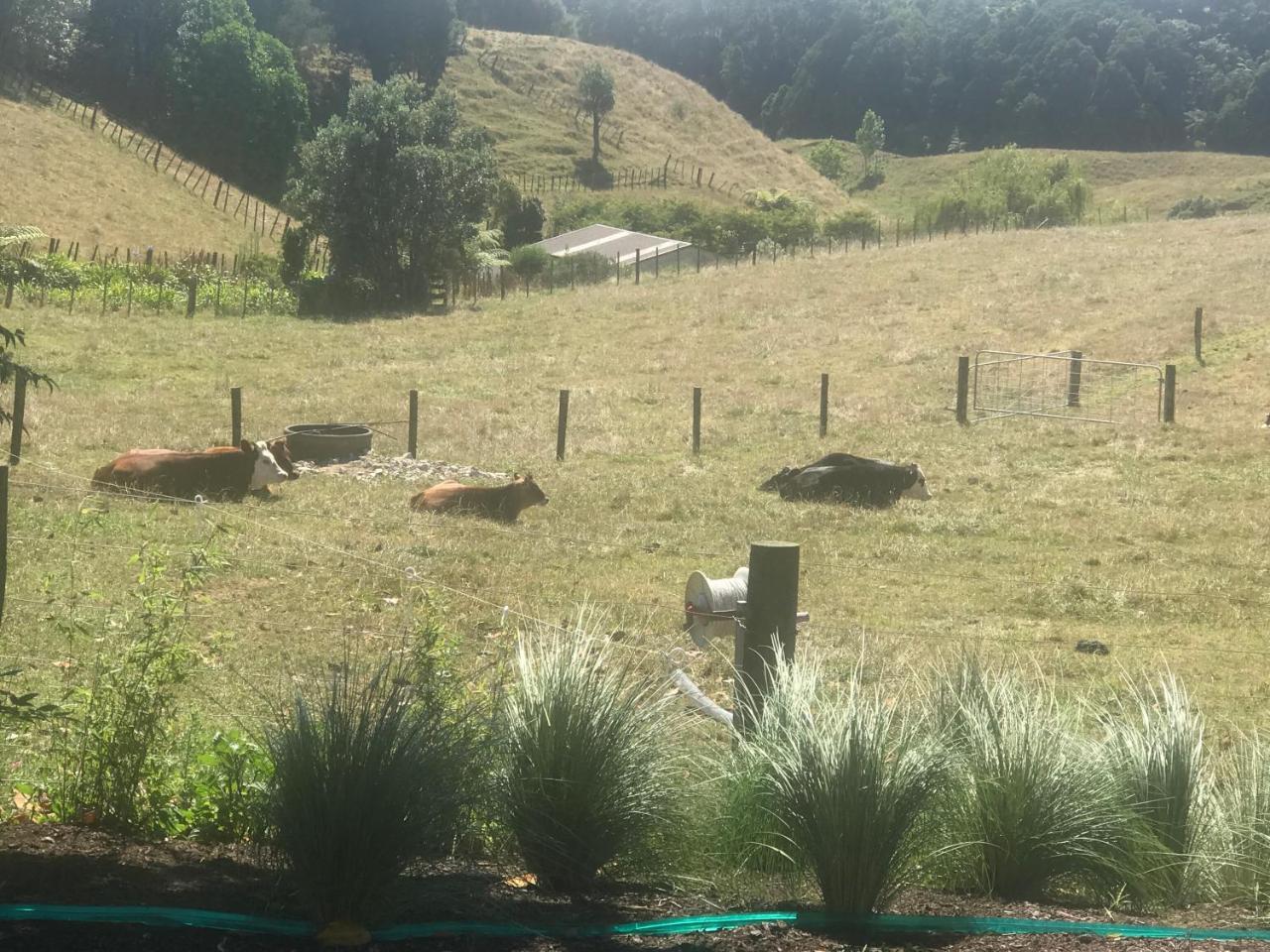 Pukeko Lodge Bnb New Plymouth Zewnętrze zdjęcie